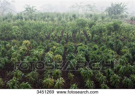 India, Orissa, Koraput district, ginger cultivation near a Mali village View Large Photo Image Stock Photo - India, Orissa, Koraput district, ginger cultivation near a Mali village. Fotosearch