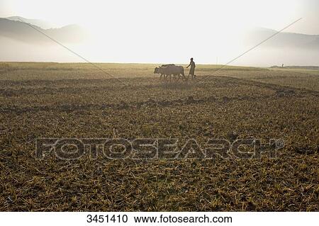 India, Orissa, Koraput district, near Jaypur, ploughing View Large Photo Image Stock Image - India, Orissa, Koraput district, near Jaypur, ploughing. Fotosearch