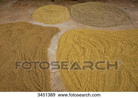 India, Orissa, Koraput district, paddy drying at different stages View Large Photo Image Stock Photo - India, Orissa, Koraput district, paddy drying at different stages. Fotosearch