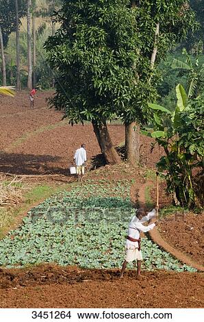 Picture - India, Orissa, Koraput district, cultivation, Mali ethnic group. Fotosearch