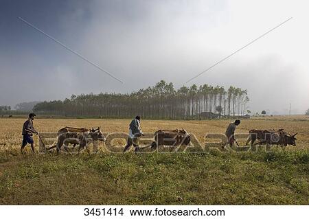 India, Orissa, Koraput district, ploughing, harnessed animals View Large Photo Image Picture - India, Orissa, Koraput district, ploughing, harnessed animals. Fotosearch