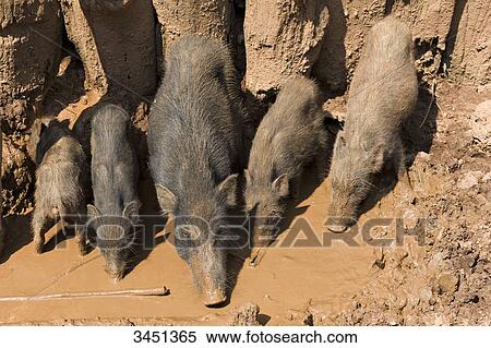India, Orissa, Koraput district, sow with piglets in a village of the Dhuruba Gond ethnic group View Large Photo Image Stock Photography - India, Orissa, Koraput district, sow with piglets in a village of the Dhuruba Gond ethnic group. Fotosearch