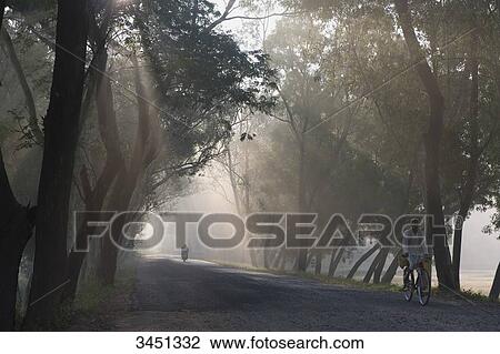 India, Orissa, Koraput district, tree-lined road in the morning mist View Large Photo Image Stock Image - India, Orissa, Koraput district, tree-lined road in the morning mist. Fotosearch