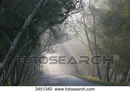 Stock Image - India, Orissa, Koraput district, tree-lined road in the morning mist. Fotosearch