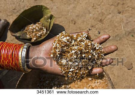 Stock Image - India, Orissa, Koraput district, Dhuruba Gond ethnic group, ants and larvae, source of protein. Fotosearch