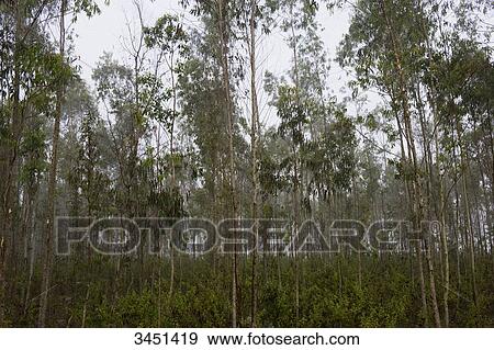 Stock Photo - India, Orissa, Koraput district, eucalyptus plantation. Fotosearch