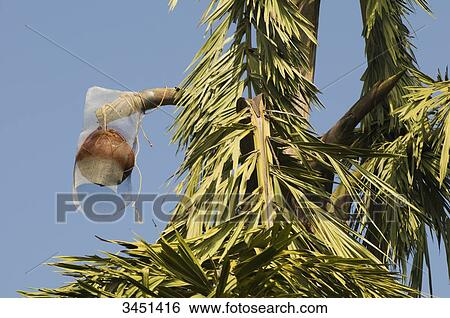 Stock Photograph - India, Orissa, Koraput district, harvesting palm wine. Fotosearch