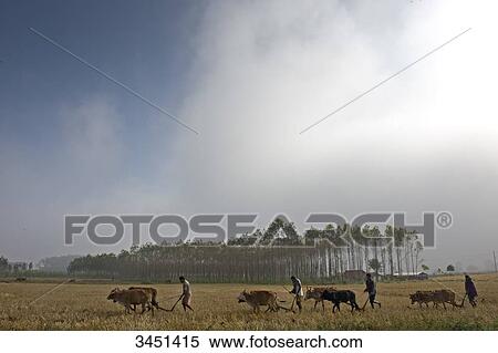 India, Orissa, Koraput district, ploughing, harnessed animals View Large Photo Image Stock Photography - India, Orissa, Koraput district, ploughing, harnessed animals. Fotosearch