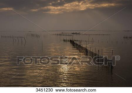 India, Orissa, Lake Chilika, Sataparha, shrimp farm View Large Photo Image Stock Image - India, Orissa, Lake Chilika, Sataparha, shrimp farm. Fotosearch