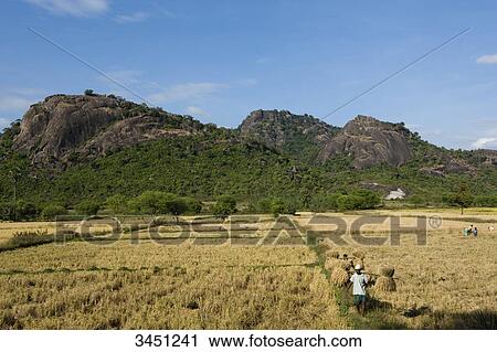 India, Orissa, near Bhawanipatna, rice harvest View Large Photo Image Stock Image - India, Orissa, near Bhawanipatna, rice harvest. Fotosearch