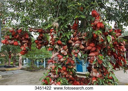 India, Orissa, wrapped and hanged coconuts serving as offerings in a Hindu temple View Large Photo Image Stock Image - India, Orissa, wrapped and hanged coconuts serving as offerings in a Hindu temple. Fotosearch