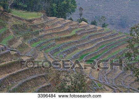India, Sikkim, Martam region, small village about 30km from Gangtok, rice fields and fruit trees landscape View Large Photo Image Picture - India, Sikkim, Martam region, small village about 30km from Gangtok, rice fields and fruit trees landscape. Fotosearch