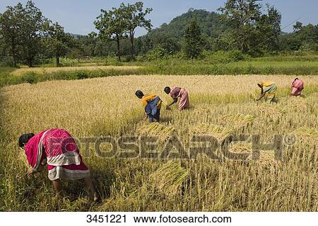 India, South Orissa, harvest View Large Photo Image Stock Image - India, South Orissa, harvest. Fotosearch
