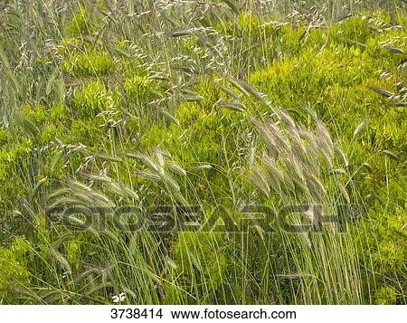 Italy, Apulia, Province of Brindisi, Cisternino, Pomona Gardens, wild grass View Large Photo Image Picture - Italy, Apulia, Province of Brindisi, Cisternino, Pomona Gardens, wild grass. Fotosearch