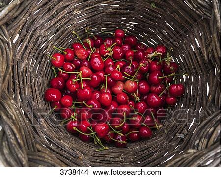 Italy, Apulia, Province of Brindisi, Cisterino, Pomona Gardens, cherries in a basket View Large Photo Image Picture - Italy, Apulia, Province of Brindisi, Cisterino, Pomona Gardens, cherries in a basket. Fotosearch