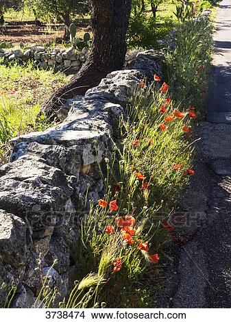 Italy, Apulia, Province of Brindisi, Cisterino, Pomona Gardens, stone wall and poppies View Large Photo Image Picture - Italy, Apulia, Province of Brindisi, Cisterino, Pomona Gardens, stone wall and poppies. Fotosearch