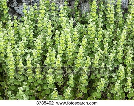 Italy, Apulia, Province of Brindisi, Cisternino, Pomona Gardens, green plants View Large Photo Image Stock Image - Italy, Apulia, Province of Brindisi, Cisternino, Pomona Gardens, green plants. Fotosearch