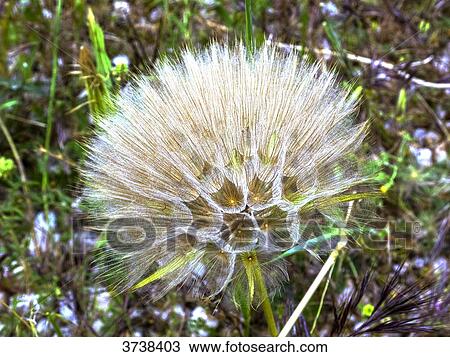 Italy, Apulia, Province of Brindisi, Cisternino, Pomona Gardens, seed head of a dandelion View Large Photo Image Stock Image - Italy, Apulia, Province of Brindisi, Cisternino, Pomona Gardens, seed head of a dandelion. Fotosearch