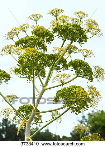 Italy, Apulia, Province of Brindisi, Cisternino, Pomona Gardens, blomming fennel View Large Photo Image Stock Image - Italy, Apulia, Province of Brindisi, Cisternino, Pomona Gardens, blomming fennel. Fotosearch