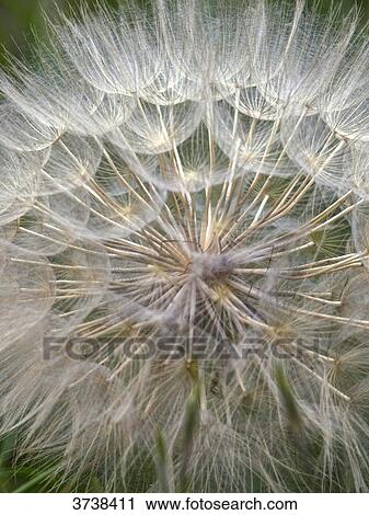 Italy, Apulia, Province of Brindisi, Cisterino, Pomona Gardens, seed head of a dandelion View Large Photo Image Stock Image - Italy, Apulia, Province of Brindisi, Cisterino, Pomona Gardens, seed head of a dandelion. Fotosearch