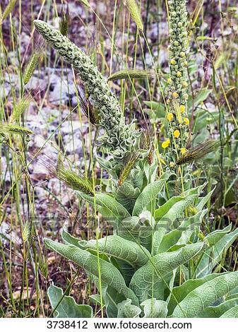 Italy, Apulia, Province of Brindisi, Cisternino, Pomona Gardens, wild plants View Large Photo Image Stock Image - Italy, Apulia, Province of Brindisi, Cisternino, Pomona Gardens, wild plants. Fotosearch