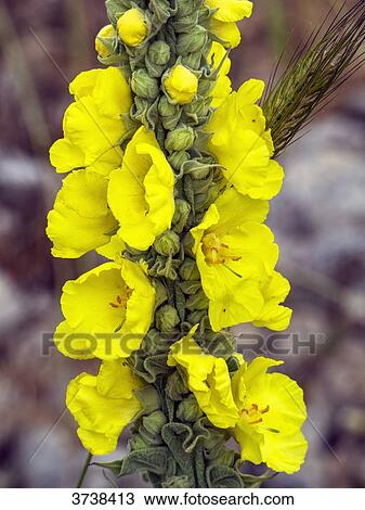 Italy, Apulia, Province of Brindisi, Cisternino, Pomona Gardens, yellow flower grappe View Large Photo Image Stock Image - Italy, Apulia, Province of Brindisi, Cisternino, Pomona Gardens, yellow flower grappe. Fotosearch