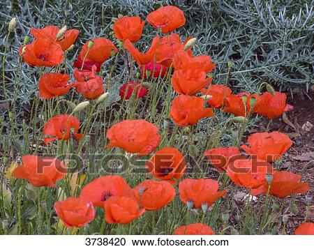 Italy, Apulia, Province of Brindisi, Cisterino, Pomona Gardens, poppies under an olive tree View Large Photo Image Stock Image - Italy, Apulia, Province of Brindisi, Cisterino, Pomona Gardens, poppies under an olive tree. Fotosearch