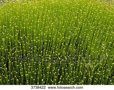 Italy, Apulia, Province of Brindisi, Cisterino, Pomona Gardens, small yellow flowers View Large Photo Image Stock Image - Italy, Apulia, Province of Brindisi, Cisterino, Pomona Gardens, small yellow flowers. Fotosearch