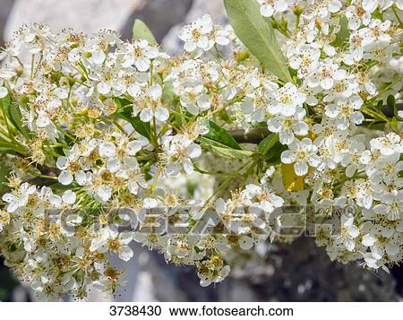 Italy, Apulia, Province of Brindisi, Cisterino, Pomona Gardens, small white flowers View Large Photo Image Stock Image - Italy, Apulia, Province of Brindisi, Cisterino, Pomona Gardens, small white flowers. Fotosearch