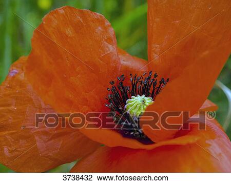 Italy, Apulia, Province of Brindisi, Cisterino, Pomona Gardens, poppy flower View Large Photo Image Stock Image - Italy, Apulia, Province of Brindisi, Cisterino, Pomona Gardens, poppy flower. Fotosearch