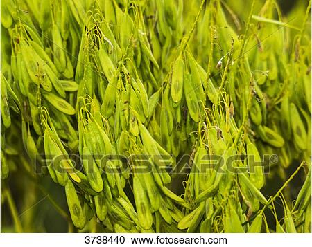 Italy, Apulia, Province of Brindisi, Cisterino, Pomona Gardens, plant View Large Photo Image Stock Image - Italy, Apulia, Province of Brindisi, Cisterino, Pomona Gardens, plant. Fotosearch