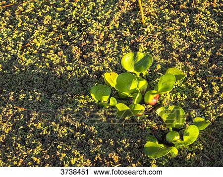 Italy, Apulia, Province of Brindisi, Cisterino, Pomona Gardens, succulent plants on a basin View Large Photo Image Stock Image - Italy, Apulia, Province of Brindisi, Cisterino, Pomona Gardens, succulent plants on a basin. Fotosearch
