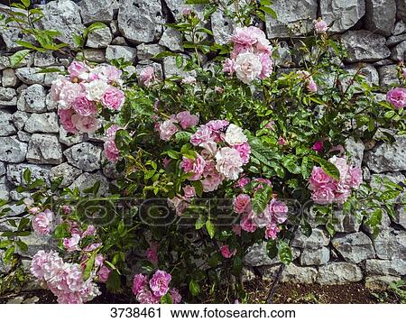 Italy, Apulia, Province of Brindisi, Cisterino, Pomona Gardens, blooming flowers in front of a wall View Large Photo Image Stock Image - Italy, Apulia, Province of Brindisi, Cisterino, Pomona Gardens, blooming flowers in front of a wall. Fotosearch