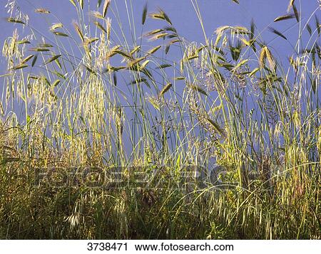 Italy, Apulia, Province of Brindisi, Cisternino, Pomona Gardens, backlight wild grass View Large Photo Image Stock Image - Italy, Apulia, Province of Brindisi, Cisternino, Pomona Gardens, backlight wild grass. Fotosearch