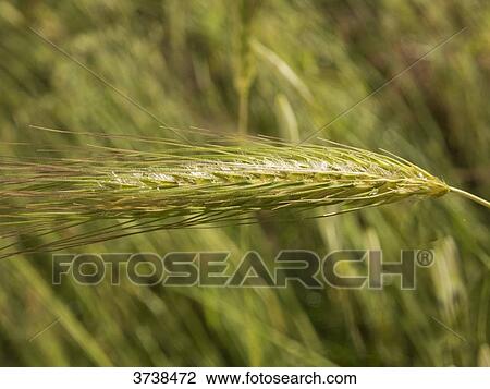 Italy, Apulia, Province of Brindisi, Cisternino, Pomona Gardens, close-up on a cob View Large Photo Image Stock Image - Italy, Apulia, Province of Brindisi, Cisternino, Pomona Gardens, close-up on a cob. Fotosearch