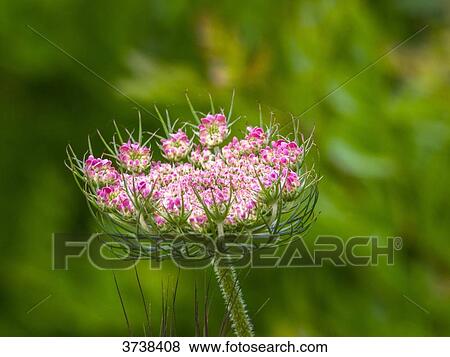 Italy, Apulia, Province of Brindisi, Cisternino, Pomona Gardens, wild carrot flower View Large Photo Image Stock Photo - Italy, Apulia, Province of Brindisi, Cisternino, Pomona Gardens, wild carrot flower. Fotosearch