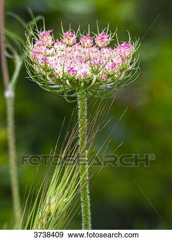 Stock Photo - Italy, Apulia, Province of Brindisi, Cisternino, Pomona Gardens, wild carrot flower. Fotosearch