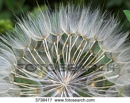 Stock Photo - Italy, Apulia, Province of Brindisi, Cisterino, Pomona Gardens, seed head of a dandelion. Fotosearch