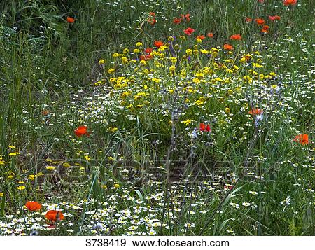 Stock Photo - Italy, Apulia, Province of Brindisi, Cisterino, Pomona Gardens, multiolored flowers. Fotosearch