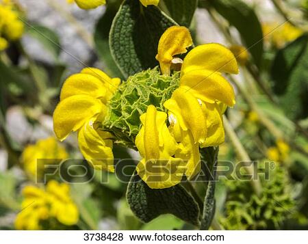 Italy, Apulia, Province of Brindisi, Cisterino, Pomona Gardens, yellow flowers View Large Photo Image Stock Photo - Italy, Apulia, Province of Brindisi, Cisterino, Pomona Gardens, yellow flowers. Fotosearch