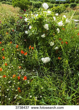 Italy, Apulia, Province of Brindisi, Cisterino, Pomona Gardens, blooming poppies and rose trees View Large Photo Image Stock Photo - Italy, Apulia, Province of Brindisi, Cisterino, Pomona Gardens, blooming poppies and rose trees. Fotosearch