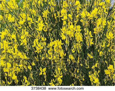 Italy, Apulia, Province of Brindisi, Cisterino, Pomona Gardens, Blooming gorses View Large Photo Image Stock Photo - Italy, Apulia, Province of Brindisi, Cisterino, Pomona Gardens, Blooming gorses. Fotosearch