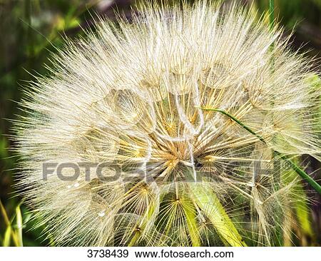 Italy, Apulia, Province of Brindisi, Cisterino, Pomona Gardens, seed head of a dandelion View Large Photo Image Stock Photo - Italy, Apulia, Province of Brindisi, Cisterino, Pomona Gardens, seed head of a dandelion. Fotosearch