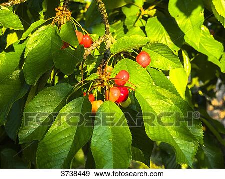 Italy, Apulia, Province of Brindisi, Cisterino, Pomona Gardens, cherries on a cherry tree View Large Photo Image Stock Photo - Italy, Apulia, Province of Brindisi, Cisterino, Pomona Gardens, cherries on a cherry tree. Fotosearch