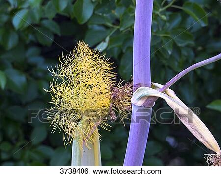 Stock Photograph - Italy, Apulia, Province of Brindisi, Cisternino, Pomona Gardens, fennel branch and stem. Fotosearch