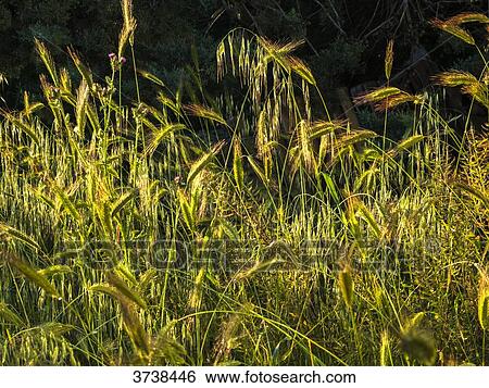 Italy, Apulia, Province of Brindisi, Cisterino, Pomona Gardens, wild grass View Large Photo Image Stock Photograph - Italy, Apulia, Province of Brindisi, Cisterino, Pomona Gardens, wild grass. Fotosearch