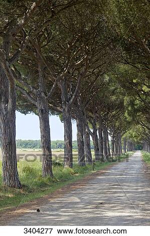 Italy, Tuscany, lined stone pine walkway View Large Photo Image Stock Photo - Italy, Tuscany, lined stone pine walkway. Fotosearch