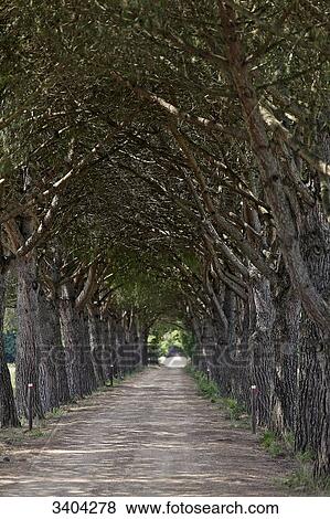 Stock Photo - Italy, Tuscany, lined stone pine walkway. Fotosearch