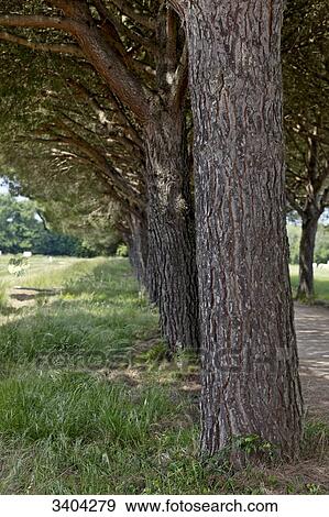 Italy, Tuscany, stone pines in a meadow View Large Photo Image Stock Photo - Italy, Tuscany, stone pines in a meadow. Fotosearch