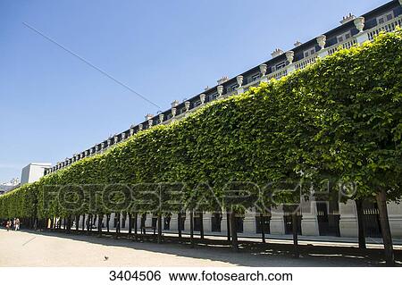 Stock Photograph - La France. The garden of the Royal Palace, Paris 75001 and its limestone lime trees. Fotosearch